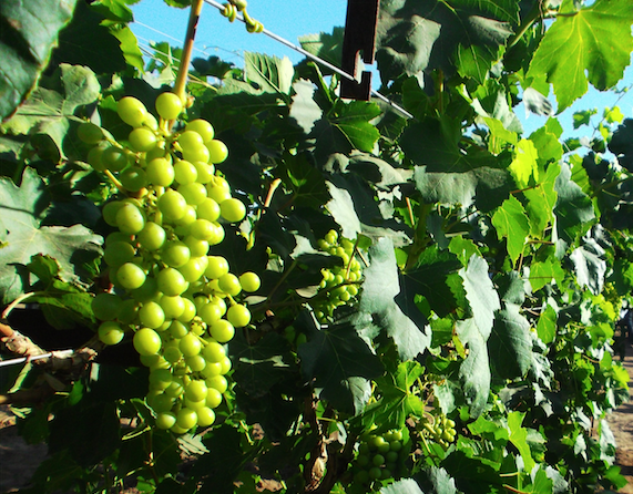 Grupo Molina producirá uva de mesa casi todo el año