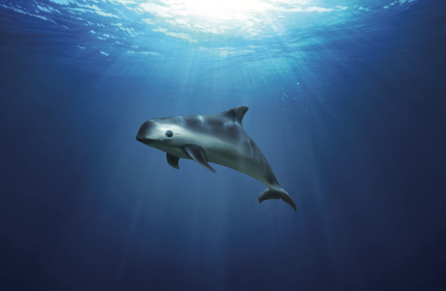 Prohíben redes de enmalle en Golfo de California por vaquita marina