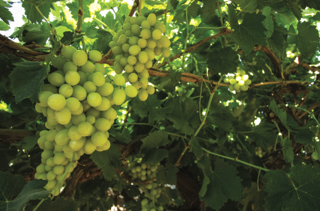 Alcanza récord histórico producción de uva en Sonora