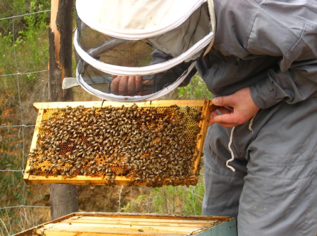 Exportan miel del Valle del Yaqui a Alemania