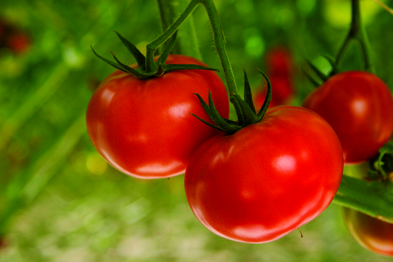 Soberanía Alimentaria – TOMATE