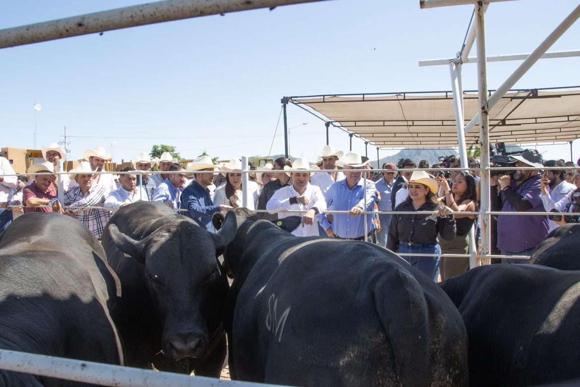 Ganaderos de Sonora reciben apoyo del gobierno federal y estatal.