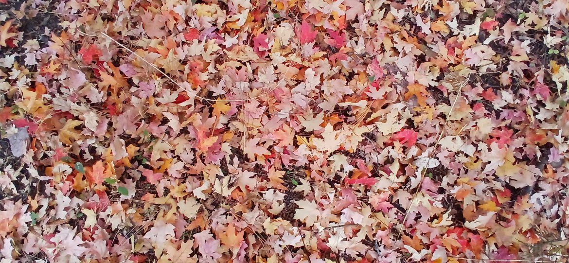 Hojea y lee la revista Sonora Es.. No. 228, Noviembre 2025