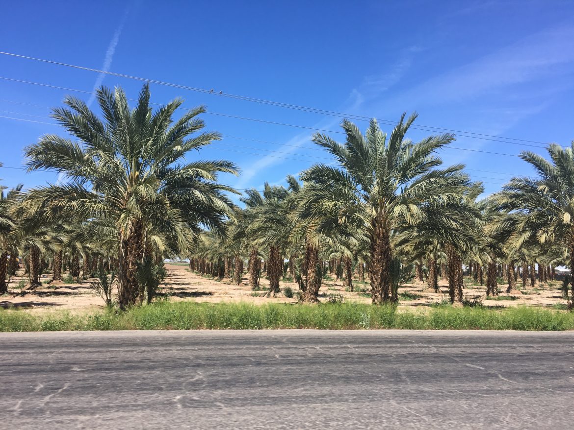 Arabia premia a investigador científico datilero de Sonora.