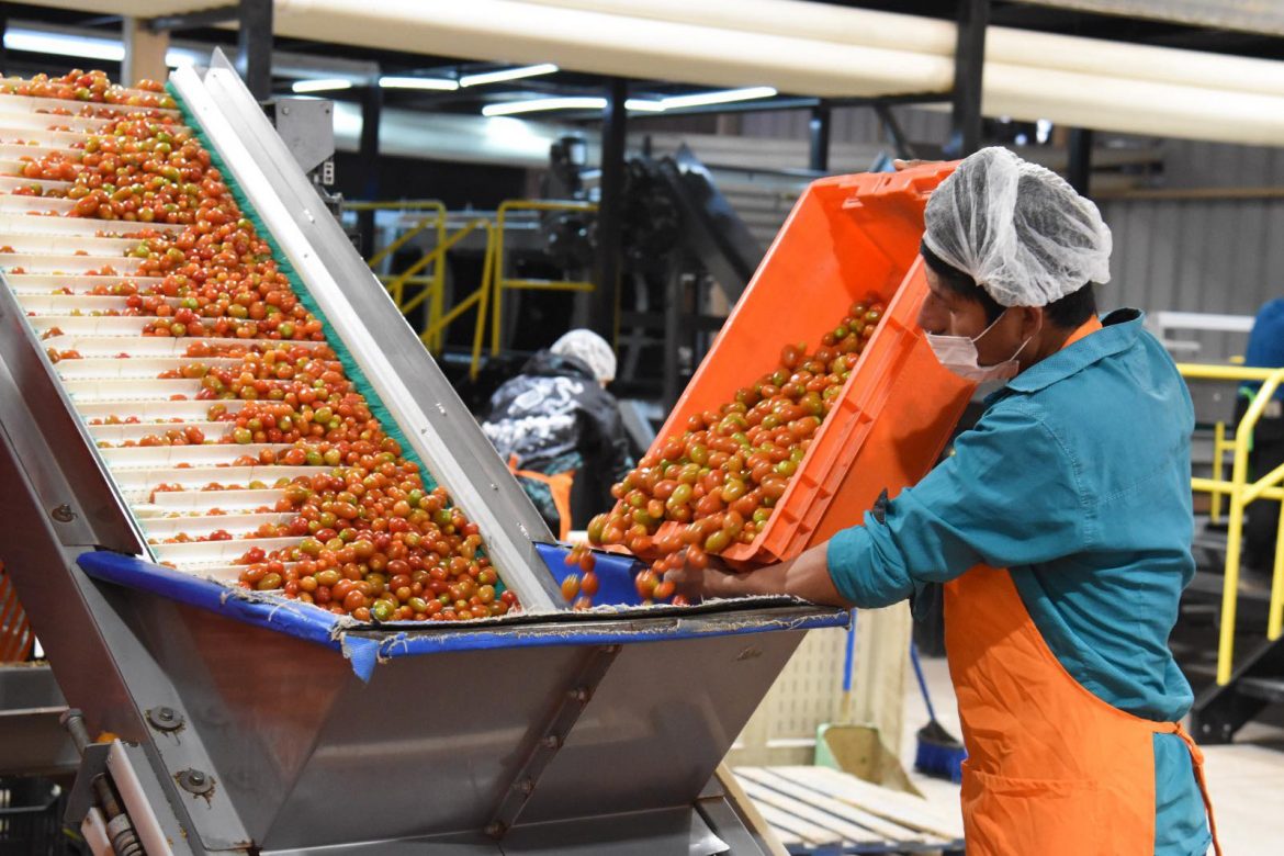 Sonora rompe récord en producción de tomate rojo durante 2025.