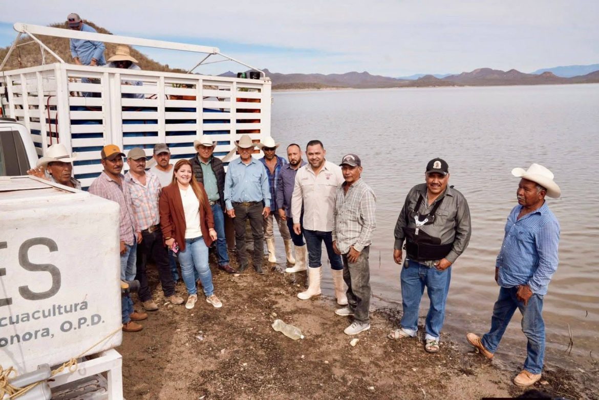 Repoblamiento de peces en la Presa Mocúzari fortalece la actividad pesquera en Álamos.