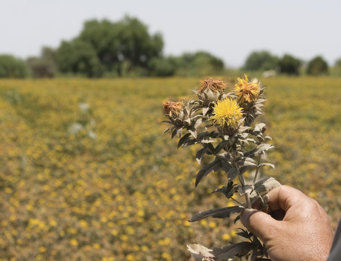 Reconversión de cultivos impulsa producción de oleaginosas en Sonora.