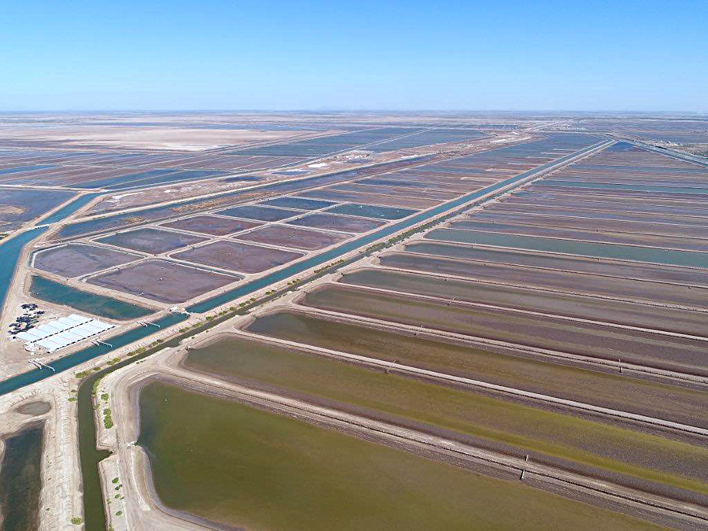 Camarón de Sonora se posiciona entre los mejores del mundo tras ciclo acuícola 2025.
