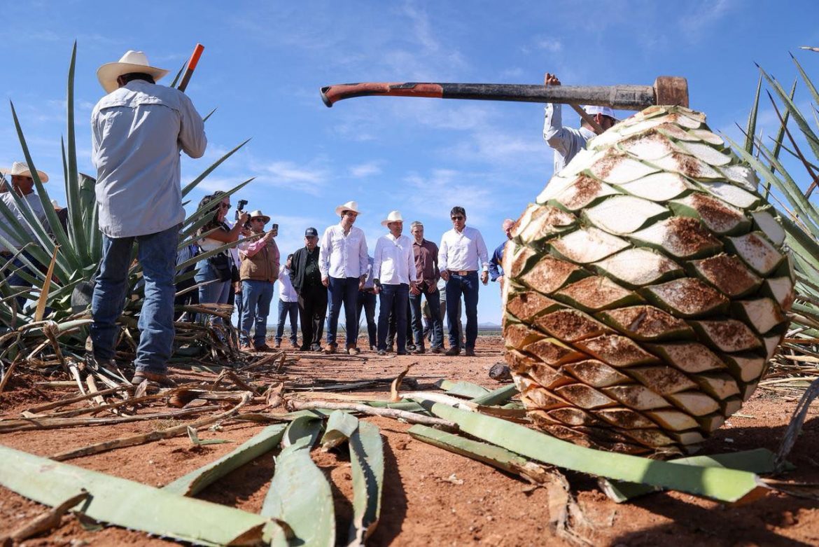 La industria del Bacanora fortalece su certificación y da paso firme hacia la formalidad.
