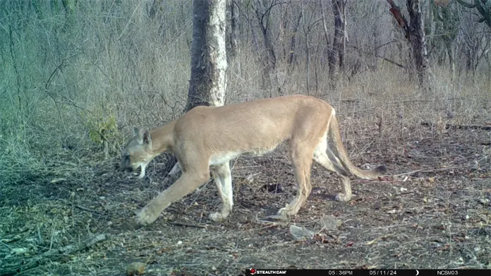 Registran presencia de felinos en la Sierra de Álamos–Río Cuchujaqui.