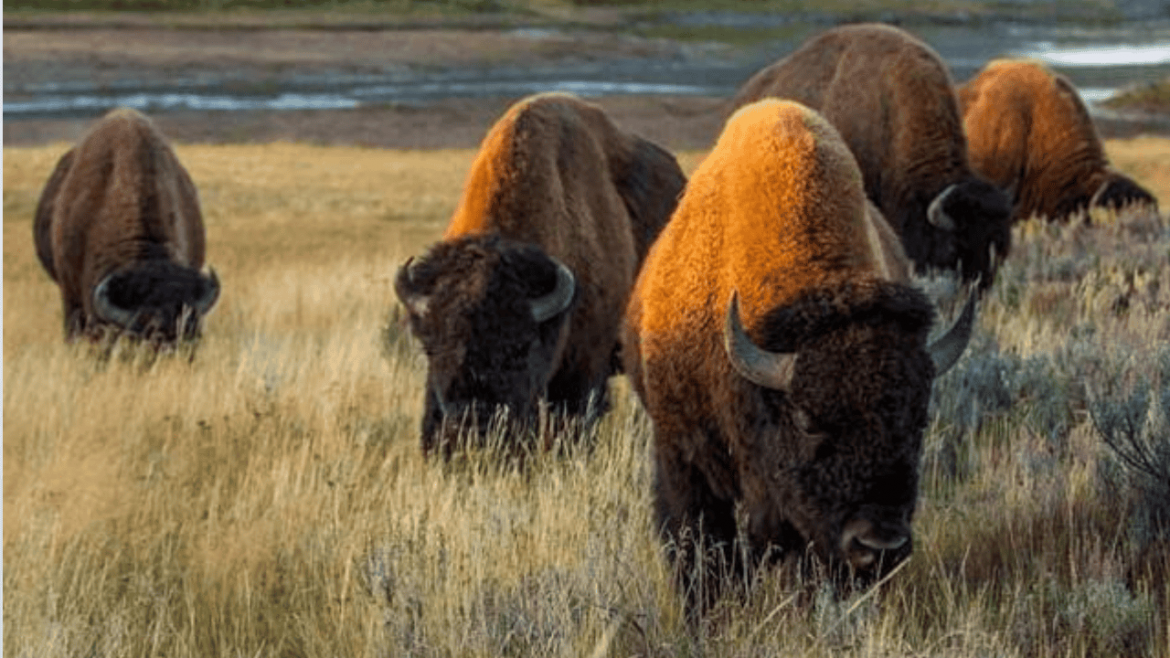 Regresa bisonte americano a Sonora tras 200 años de ausencia.