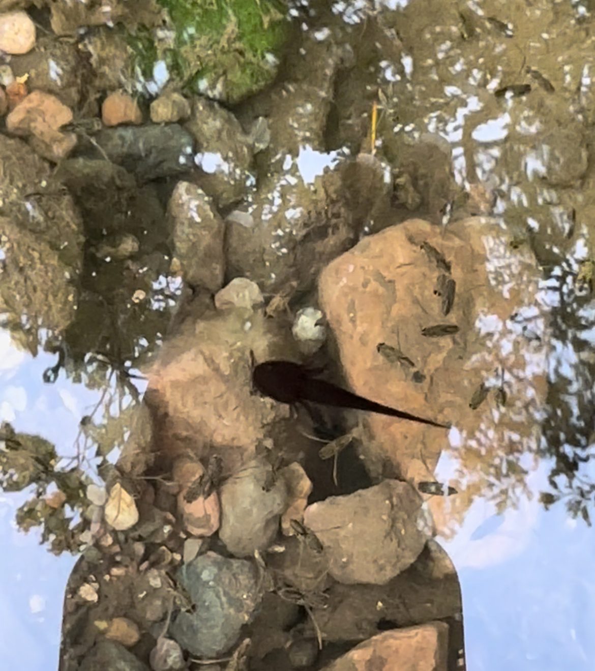 Descubren ajolote tarahumara por primera vez en Álamos, Sonora.