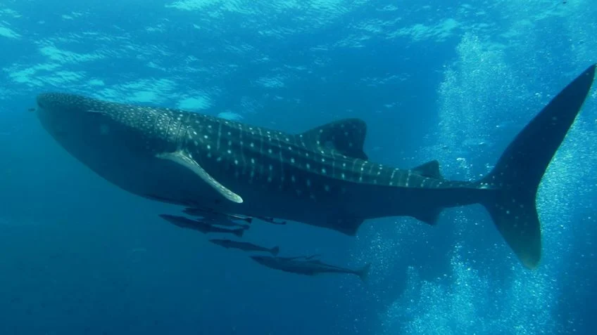 Continuarán avistamientos de ballenas en playas de Guaymas y San Carlos.