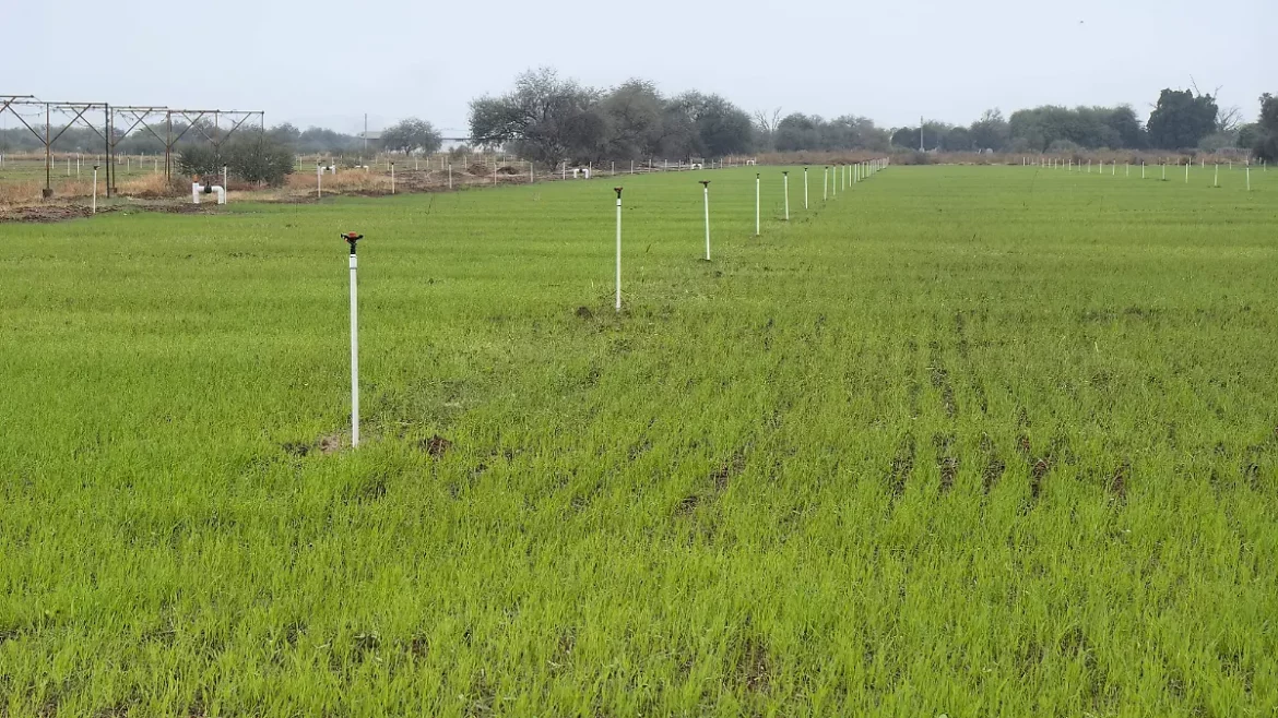 Avanza tecnificación agrícola en valles del Sur de Sonora con inversión de 600 mdp.