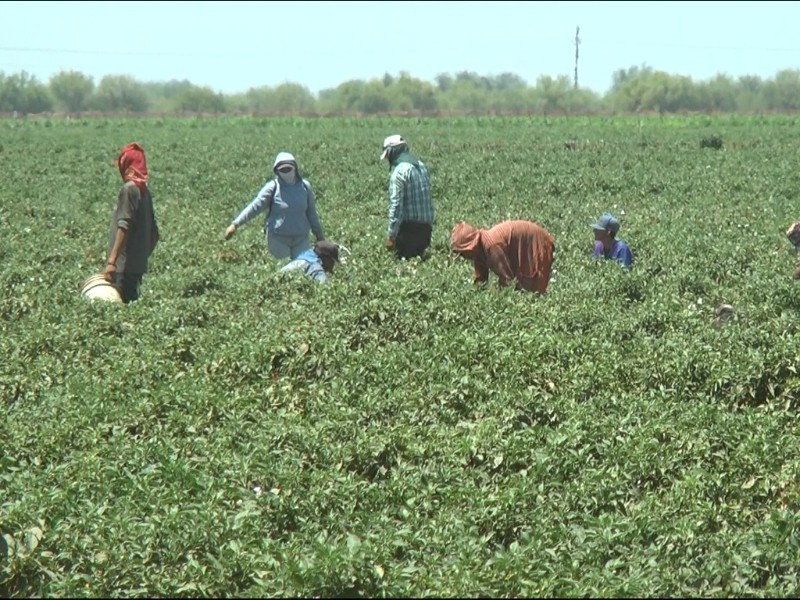 Reportan ciclo agrícola favorable para horticultores del Valle del Mayo.