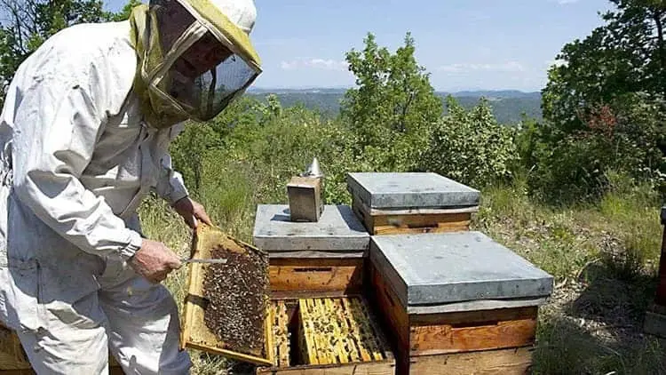 Buscan revivir la apicultura en Álamos con apoyo a productores locales.
