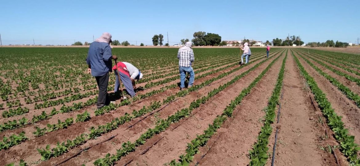Sector hortícola del Valle del Mayo logra cerrar ciclo agrícola con resultados positivos.