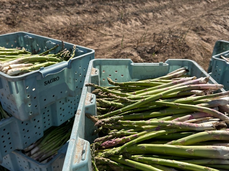 Sonora continúa destacando como una de las potencias agroalimentarias de México.