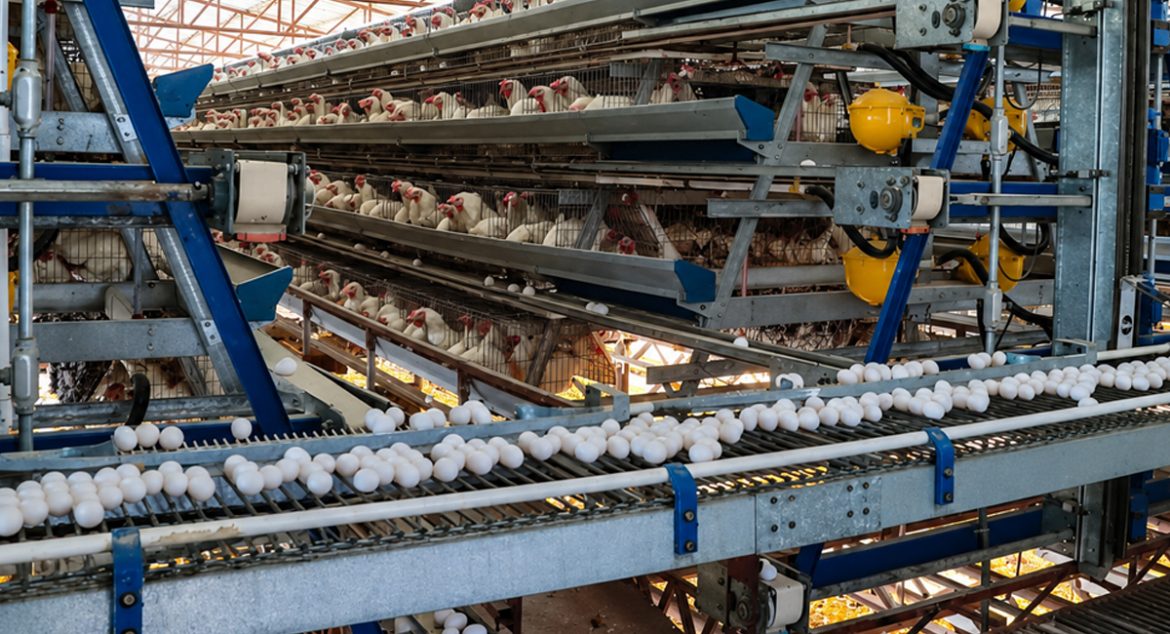 Crece producción de huevo en Sonora