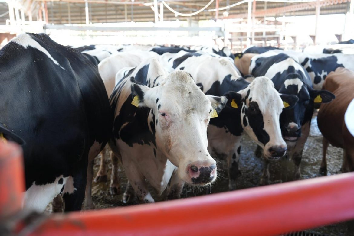 Sonora produce más de 109 millones de litros de leche