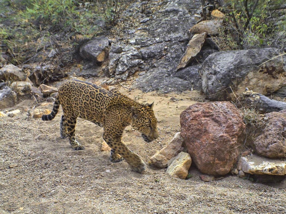 Crece la población de jaguar en Sonora.