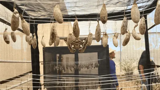 Mariposario de Cócorit fortalece la conservación de la mariposa cuatro espejos.