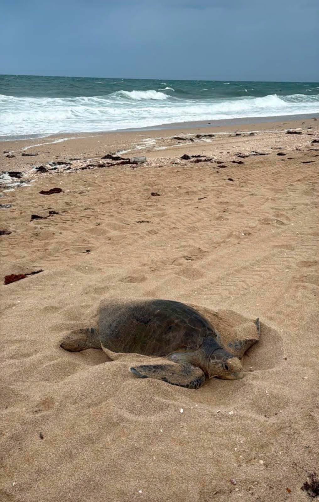 Inicia la temporada 2026 de protección de la tortuga golfina en Puerto Peñasco.