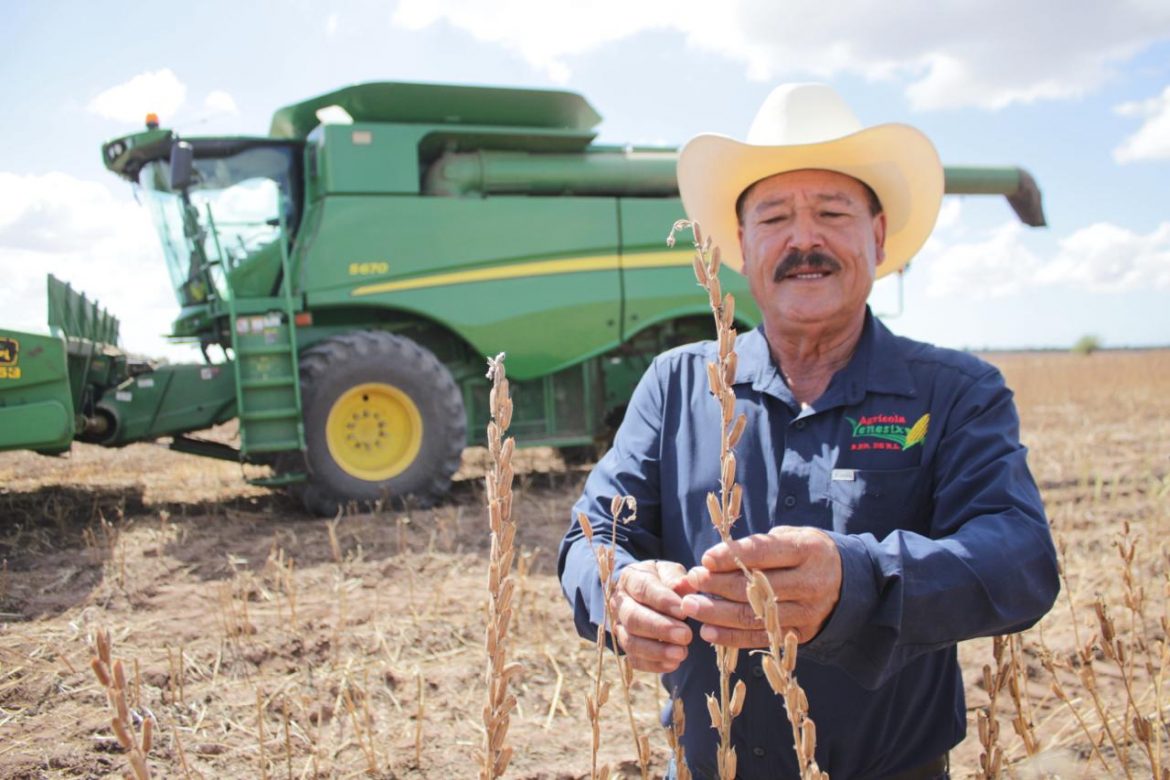 El ajonjolí gana terreno como alternativa para impulsar un campo más sostenible en el Sur de Sonora.