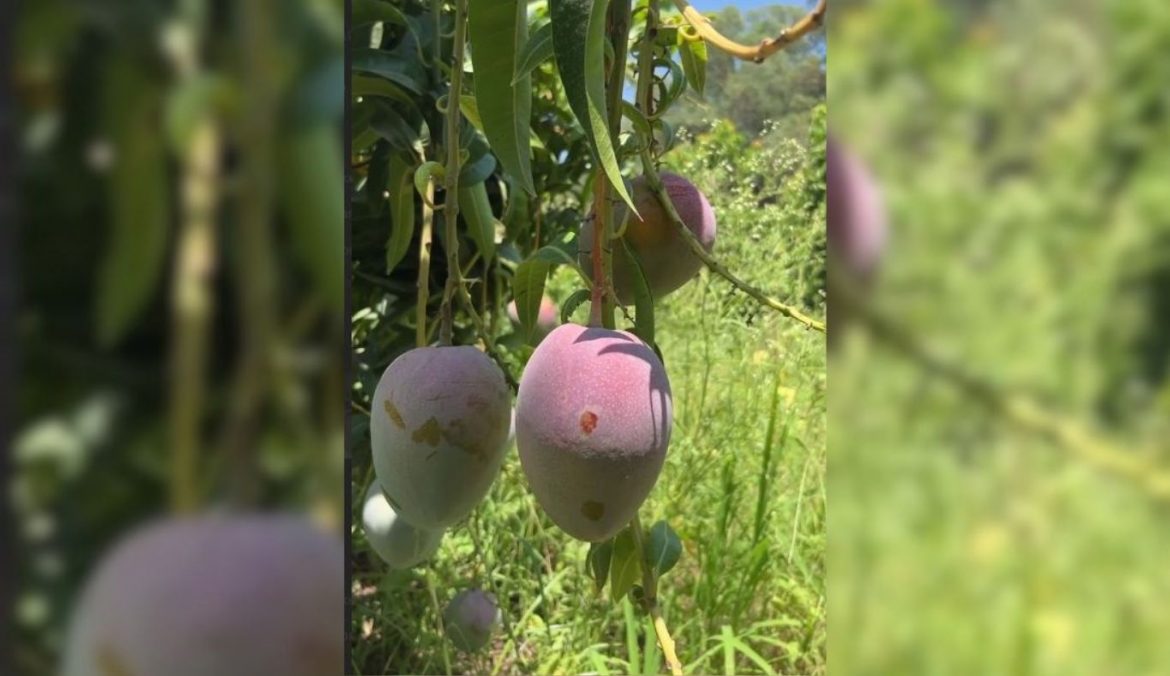 El mango, alternativa en el Valle del Yaqui.