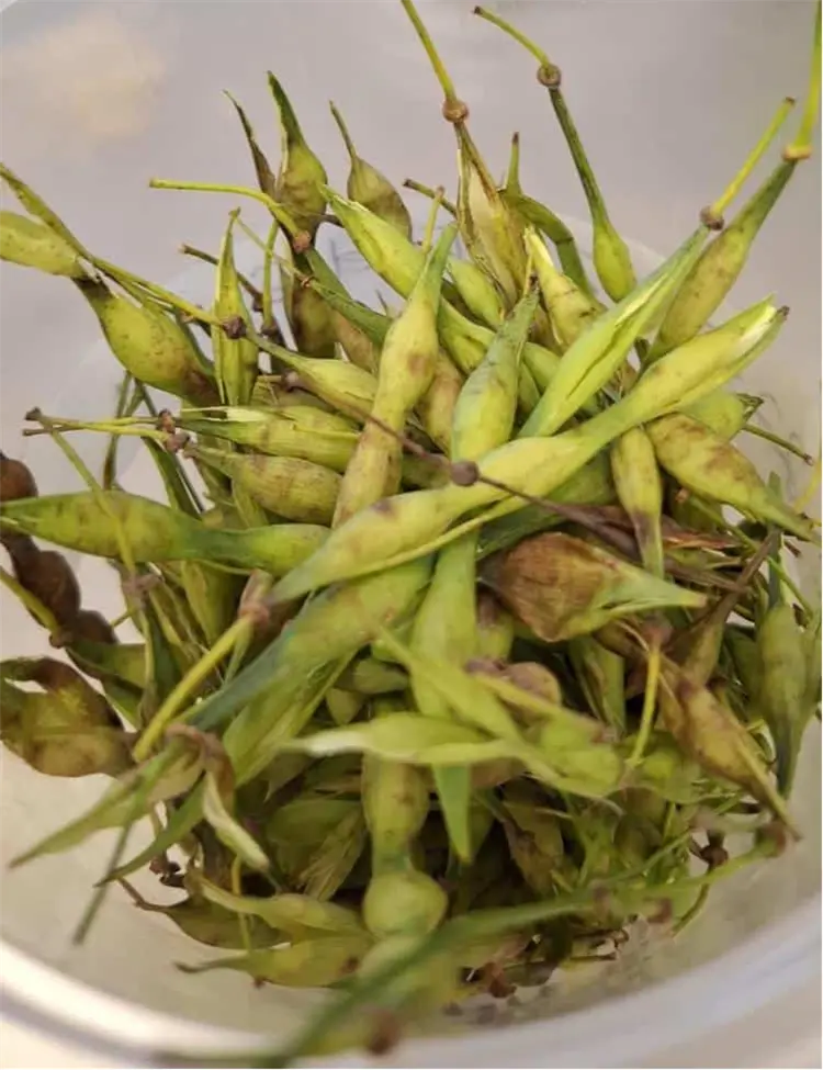 Semilla de palo verde, solución para conservar alimentos.