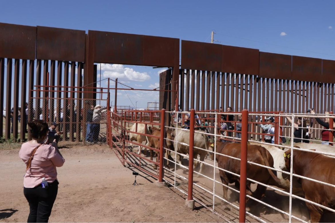 RE-ABREN LA FRONTERA A LA EXPORTACIÓN DE GANADO BOVINO DE SONORA A EEUU