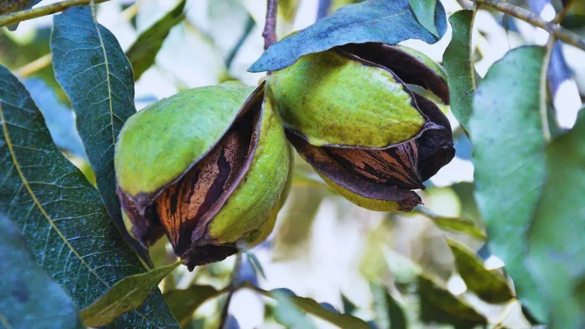 Sonora mantiene la nuez pecanera como producto de exportación.