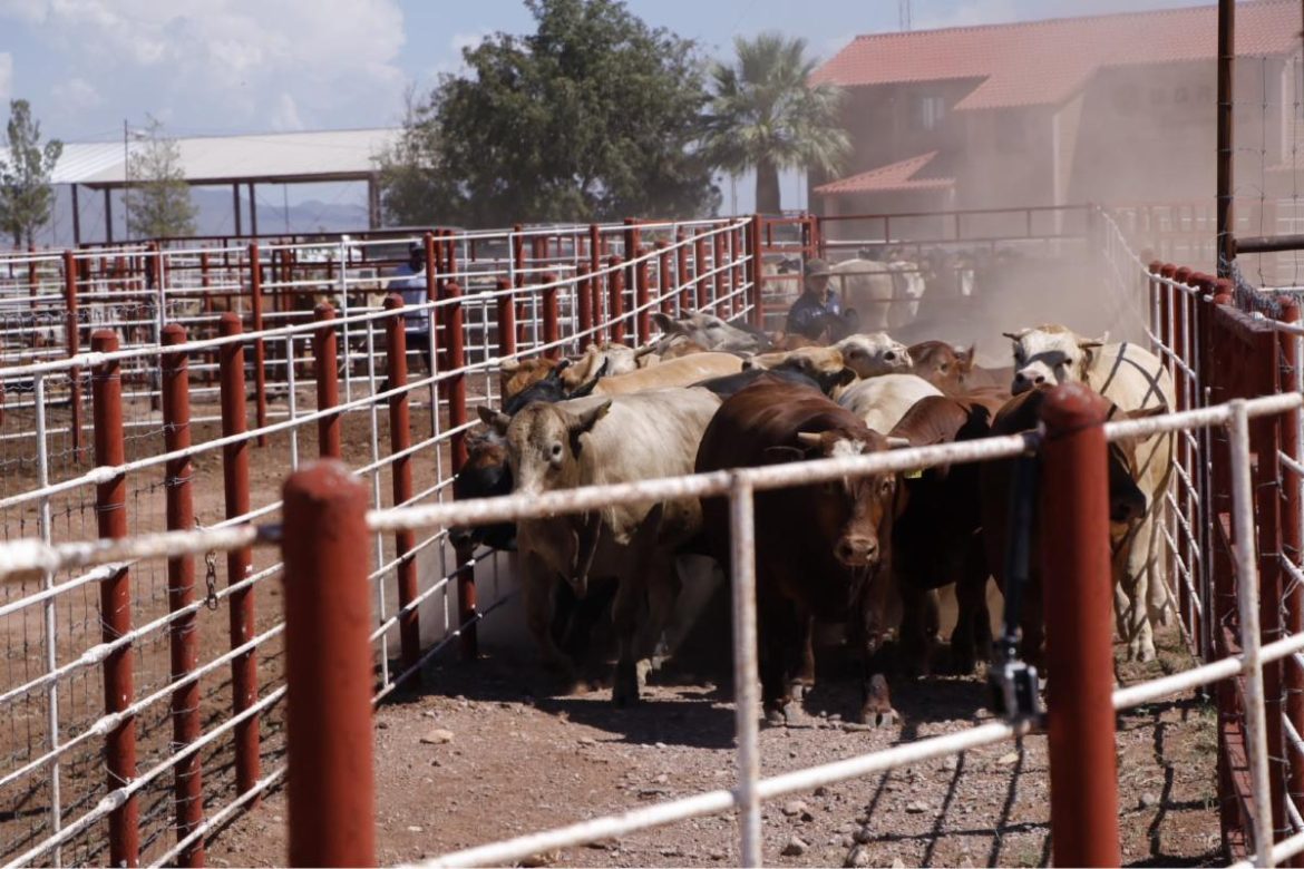 UGRS espera poder reactivar exportación de ganado por Nogales en noviembre.